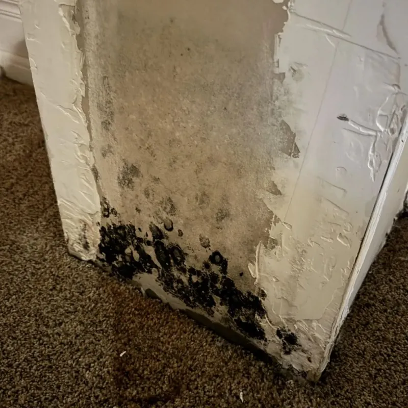 Professional Mold Removal in Unadilla, GA